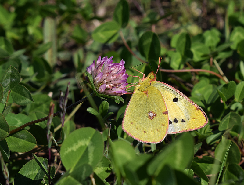 Colias crocea f. helice, Pieridae